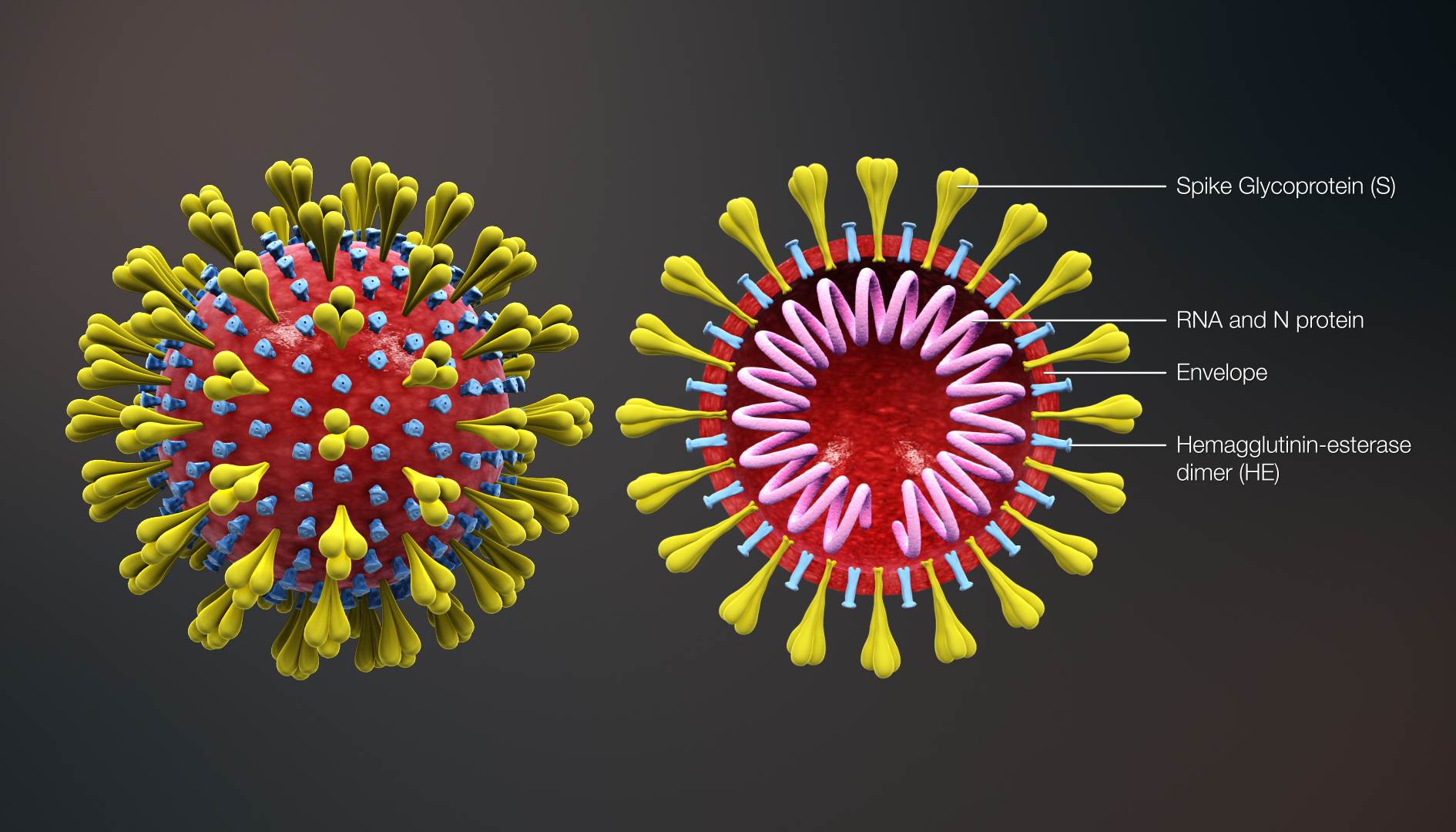 Coronavirus: ricercatori usano un videogioco per combatterlo